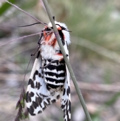 Ardices glatignyi at Cotter River, ACT - 6 Jan 2023