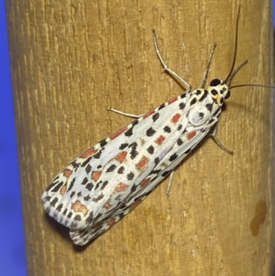 Utetheisa pulchelloides (Heliotrope Moth) at Jerrabomberra, NSW - 8 Jan 2023 by SteveBorkowskis