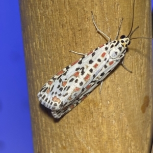 Utetheisa pulchelloides at Jerrabomberra, NSW - suppressed