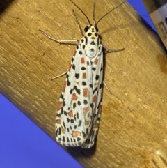 Utetheisa pulchelloides at Jerrabomberra, NSW - 8 Jan 2023