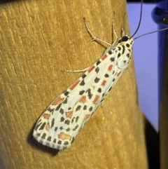 Utetheisa pulchelloides at Jerrabomberra, NSW - suppressed