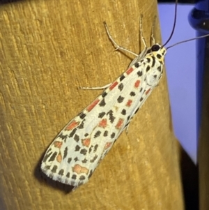 Utetheisa pulchelloides at Jerrabomberra, NSW - 8 Jan 2023