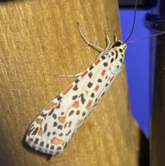 Utetheisa pulchelloides at Jerrabomberra, NSW - 8 Jan 2023