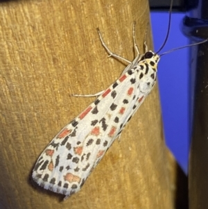 Utetheisa pulchelloides at Jerrabomberra, NSW - 8 Jan 2023