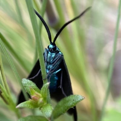 Pollanisus (genus) (A Forester Moth) at Cotter River, ACT - 6 Jan 2023 by AJB