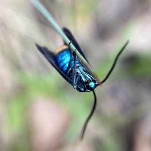 Pollanisus (genus) at Cotter River, ACT - 6 Jan 2023