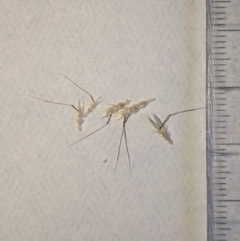 Rytidosperma caespitosum at Higgins, ACT - 11 Jan 2023 07:14 PM