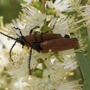 Porrostoma rhipidium at Hawker, ACT - 2 Jan 2023 10:00 AM