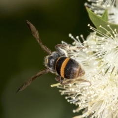 Lasioglossum (Australictus) peraustrale at Scullin, ACT - 2 Jan 2023