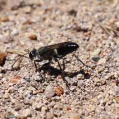 Pompilidae (family) (Unidentified Spider wasp) at Isabella Plains, ACT - 8 Jan 2023 by RodDeb
