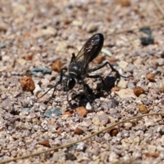 Pompilidae (family) at Isabella Plains, ACT - 8 Jan 2023 12:05 PM