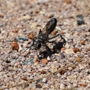 Pompilidae (family) at Isabella Plains, ACT - 8 Jan 2023