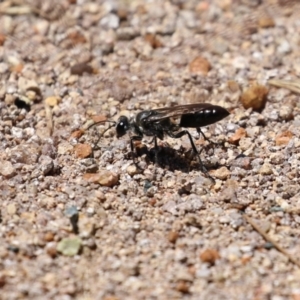 Pompilidae (family) at Isabella Plains, ACT - 8 Jan 2023 12:05 PM