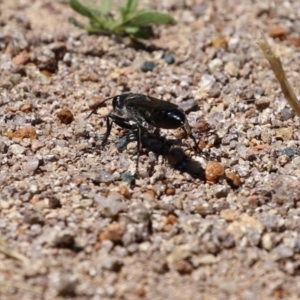 Pompilidae (family) at Isabella Plains, ACT - 8 Jan 2023