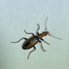 Drypta australis (A Carab beetle) at Jerrabomberra, NSW - 8 Jan 2023 by SteveBorkowskis