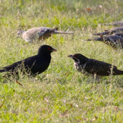 Eudynamys orientalis (Pacific Koel) at Macarthur, ACT - 10 Jan 2023 by RodDeb