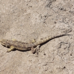 Pogona barbata (Eastern Bearded Dragon) at Burraboi, NSW - 10 Jan 2023 by RobCook