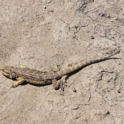 Pogona barbata (Eastern Bearded Dragon) at Burraboi, NSW - 10 Jan 2023 by RobCook