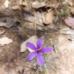 Cheiranthera linearis (Finger Flower) at Chiltern, VIC - 6 Jan 2023 by RobCook