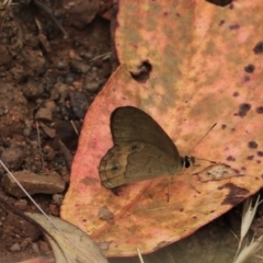 Hypocysta pseudirius (Grey Ringlet, Dingy Ringlet) at Bungonia, NSW - 6 Jan 2023 by Rixon