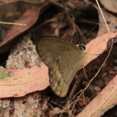 Hypocysta pseudirius at Bungonia, NSW - 6 Jan 2023 12:43 PM