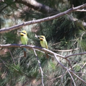 Merops ornatus at Stromlo, ACT - suppressed