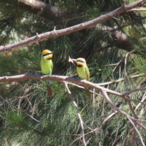 Merops ornatus at Stromlo, ACT - suppressed