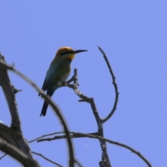 Merops ornatus at Stromlo, ACT - 10 Jan 2023