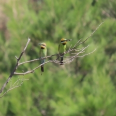 Merops ornatus at Stromlo, ACT - suppressed