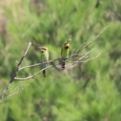 Merops ornatus at Stromlo, ACT - suppressed