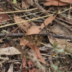 Geitoneura acantha (Ringed Xenica) at Bungonia, NSW - 6 Jan 2023 by Rixon