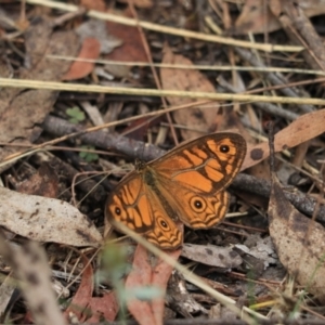 Geitoneura acantha at Bungonia, NSW - 6 Jan 2023