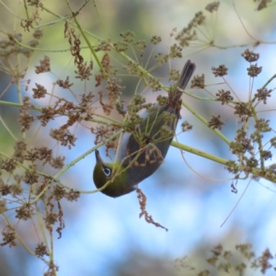 Zosterops lateralis (Silvereye) at Stromlo, ACT - 9 Jan 2023 by RodDeb