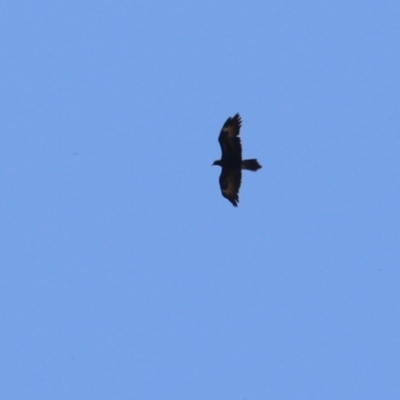 Aquila audax (Wedge-tailed Eagle) at Stromlo, ACT - 10 Jan 2023 by RodDeb