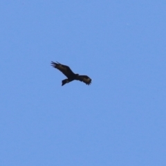 Aquila audax at Stromlo, ACT - 10 Jan 2023 11:00 AM