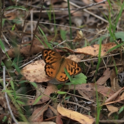 Heteronympha merope (Common Brown Butterfly) at Bungonia, NSW - 6 Jan 2023 by Rixon