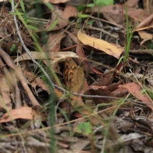 Heteronympha merope at Bungonia, NSW - 6 Jan 2023