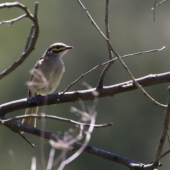 Caligavis chrysops (Yellow-faced Honeyeater) at Stromlo, ACT - 10 Jan 2023 by RodDeb