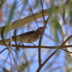 Caligavis chrysops at Stromlo, ACT - 10 Jan 2023