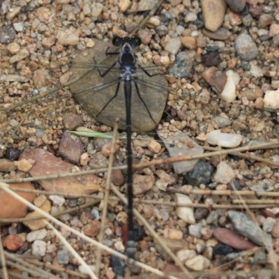 Argiolestidae (family) (Flatwings) at Bungonia State Conservation Area - 5 Jan 2023 by Rixon