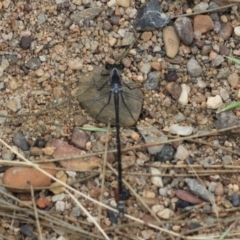 Argiolestidae (family) at Bungonia, NSW - 5 Jan 2023 03:21 PM