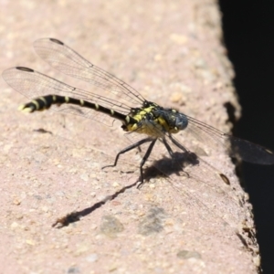 Hemigomphus heteroclytus at Cotter Reserve - 10 Jan 2023 11:49 AM