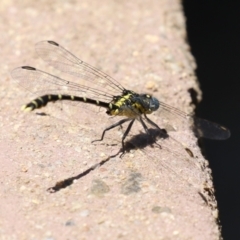 Hemigomphus heteroclytus at Cotter Reserve - 10 Jan 2023 11:49 AM