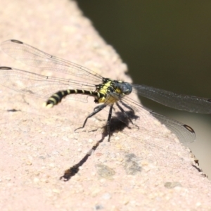 Hemigomphus heteroclytus at Cotter Reserve - 10 Jan 2023 11:49 AM