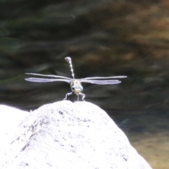 Hemigomphus heteroclytus at Cotter Reserve - 10 Jan 2023 11:49 AM