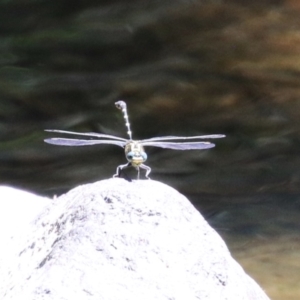 Hemigomphus heteroclytus at Cotter Reserve - 10 Jan 2023 11:49 AM