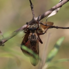 Zosteria sp. (genus) (Common brown robber fly) at Bungonia, NSW - 5 Jan 2023 by Rixon