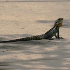 Intellagama lesueurii howittii at Paddys River, ACT - 10 Jan 2023