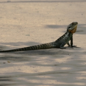 Intellagama lesueurii howittii at Paddys River, ACT - 10 Jan 2023