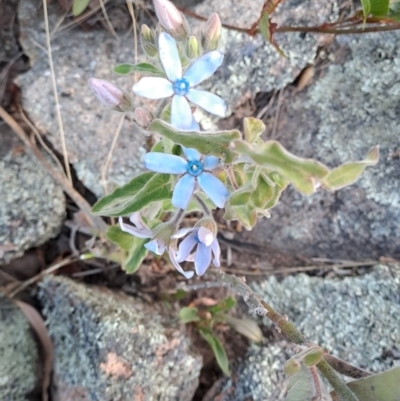 Oxypetalum coeruleum (Tweedia or Southern Star) at Wanniassa Hill - 11 Jan 2023 by LoisElsiePadgham